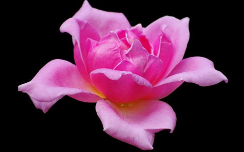 Vu Lan, con nhớ mẹ chồng!