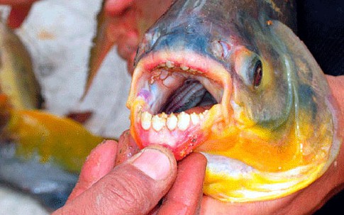 Cảnh báo loài cá lạ chỉ chuyên cắn "chỗ hiểm" đàn ông