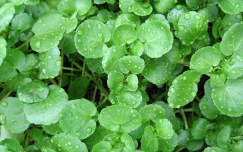 Trị nám, tàn nhang bằng rau...trong bếp