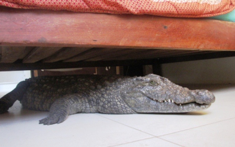 Tá hỏa phát hiện cá sấu dài 2,5m dưới gầm giường