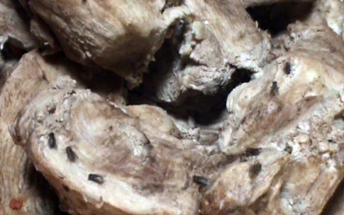 Kinh hoàng thịt bò khô làm từ thịt lợn thối