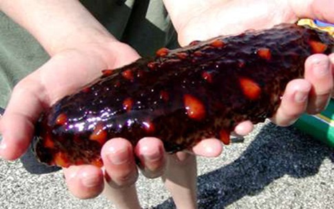 Đặc sản biển kỳ dị trên bàn tiệc