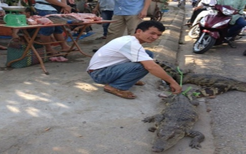 Rợn người cá sấu sống bày bán trước cổng chợ