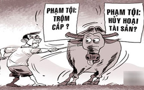 Cuộc “trộm trâu“ ly kỳ của nàng gái bản liều lĩnh