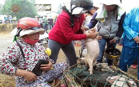 Bế lợn thuê - nghề chỉ có ở Việt Nam?