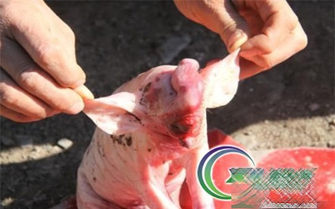Hình ảnh chú lợn con lai voi gây sốc ở Trung Quốc