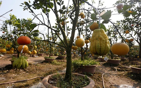 Cận cảnh vườn cây có 5 loại quả của lão nông Hà Thành