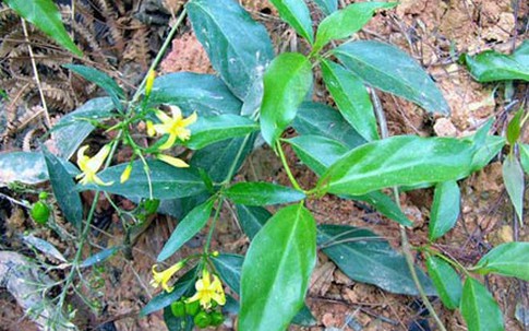 Thêm một vụ ăn là ngón tự tử