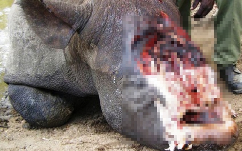 Clip rùng rợn về sừng tê giác