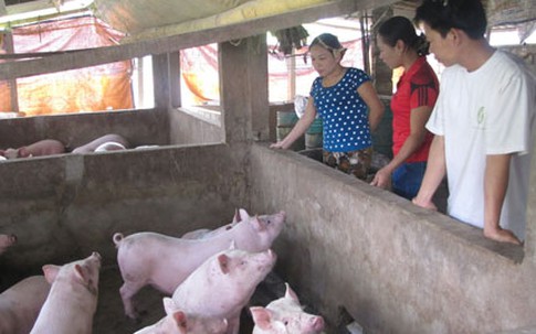 Dân kêu trời vì lợn giống, lợn hơi ế thảm                                                                                                                                                                                              