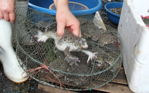 Cá tầm, ếch Trung Quốc: Rước bệnh vì tham rẻ