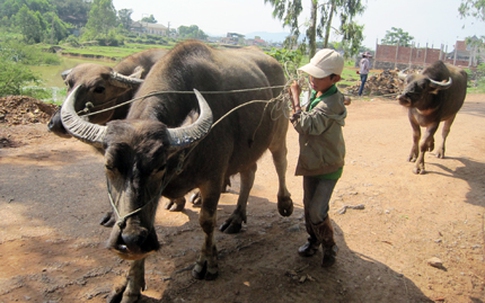 Những đứa trẻ mưu sinh ở chợ trâu 