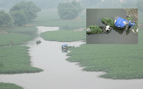 Hãi hùng chuyên canh rau… bẩn