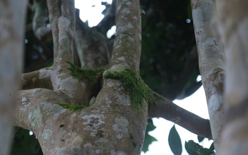 Thái Nguyên: Lạc giữa rừng chè Shan Tuyết cổ thụ phủ rêu ở Đồng Phúc