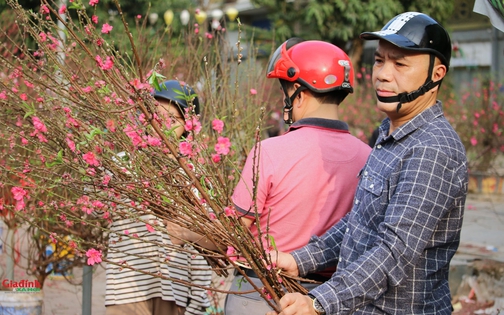 Hà Nội: Chợ hoa Tết nhộn nhịp ngày 28 tháng Chạp, người dân hối hả 'săn' cây cảnh giá rẻ về nhà