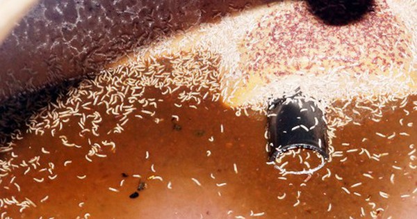 Nguyên nhân tác hại ăn mắm tôm và cách phòng ngừa hiệu quả