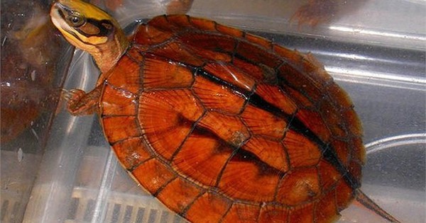 Tổ chức thả 02 cá thể rùa quý hiếm về môi trường tự nhiên  Chi cục Kiểm  lâm tỉnh Điện Biên