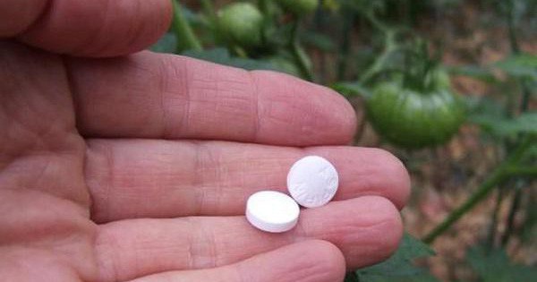 Đặc điểm nổi bật của chất axit salicylic trong thuốc aspirin đối với cây trồng là gì?
