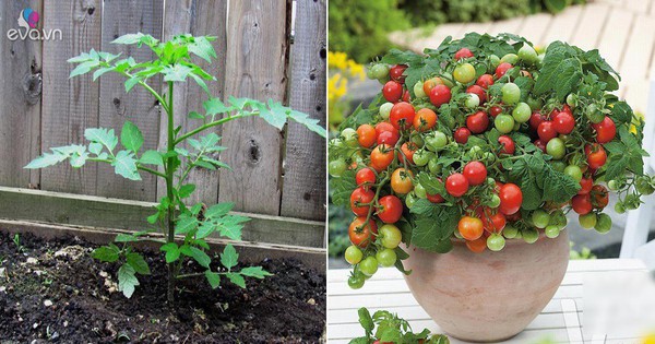 3 cách trồng cà chua trong thùng xốp siêu nhanh lại nhàn tênh, cho hàng trăm quả mỗi mùa
