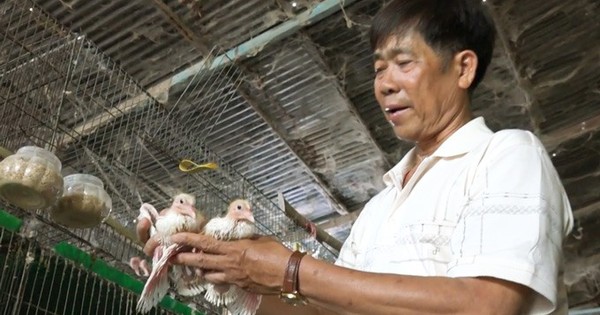 Kiếm nửa tỷ mỗi năm nhờ mê nuôi bồ câu kiểng