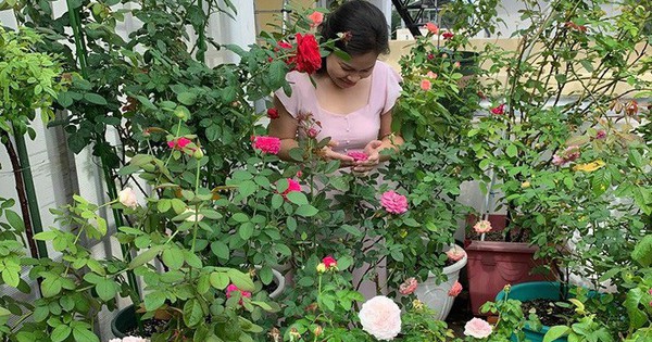 vườn hồng trên sân thượng đẹp Việt Nam