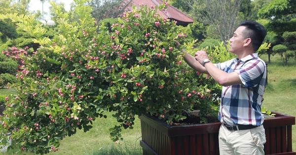 Dàn sơ ri bonsai cổ thụ, trĩu quả giá tiền tỷ của 