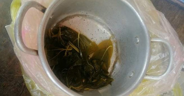 Cấp cứu nhiều trường hợp ăn lá ngón tự tử