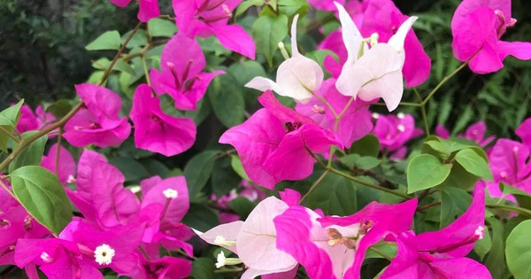 Thấy bố mẹ tôi đem gà từ quê lên, chồng mở ra xem rồi ném thẳng vào thùng rác