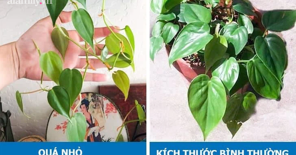 8 dấu hiệu cho thấy cây cảnh bạn trồng đang gặp bất ổn và cách khắc phục - Vimarsana News