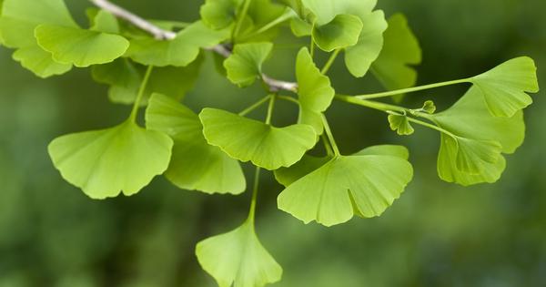 Việt Nam phát triển thành công thế hệ Dưỡng não công nghệ cao nano, hỗ trợ bảo vệ não tối ưu - Vimarsana News
