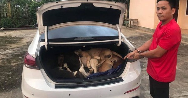Đi ô tô, trộm 38 con chó trong một đêm