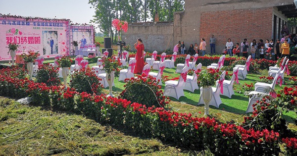 Chú rể tổ chức đám cưới ở nông thôn với 9999 bông hồng đỏ