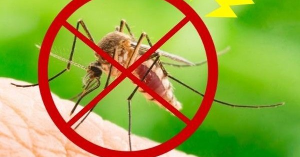 10 cách đuổi muỗi ra khỏi nhà vĩnh viễn, đơn giản, không còn con nào dám vo ve