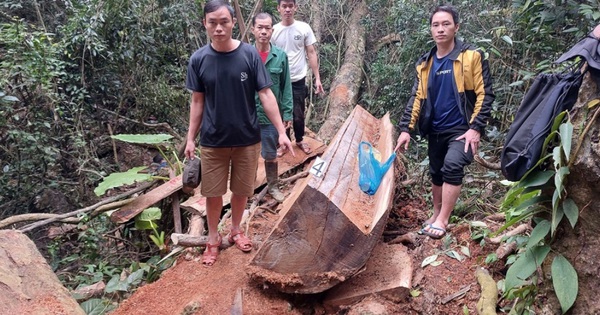 Hà Giang: “Tàn sát” gỗ nghiến, 5 đối tượng sa lưới