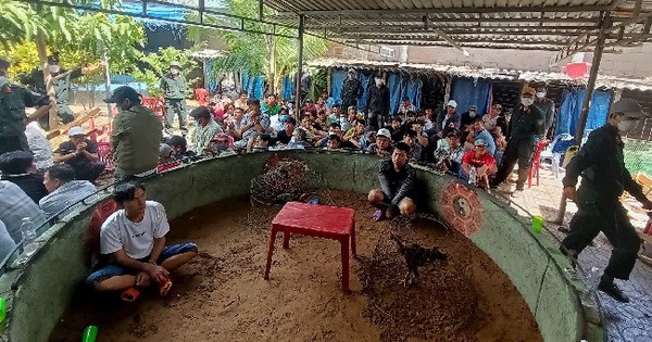 Triệt phá một trường gà, tạm giữ 60 đối tượng ở Bình Thuận