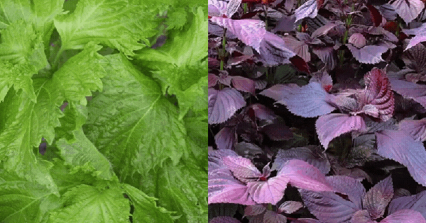 Phân biệt Tía tô tím và tía tô xanh