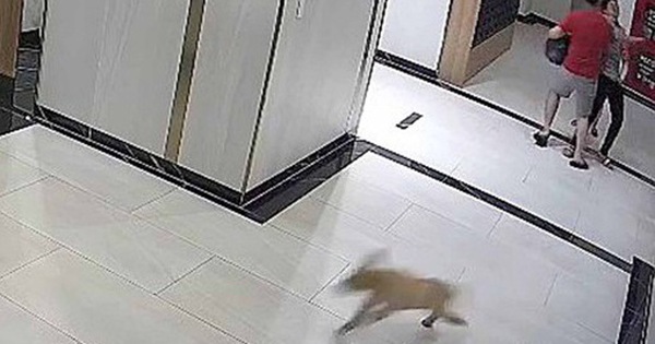 Người đàn ông bênh chó, hành hung người khác tại một chung cư ở TP HCM: Cần xử lý nghiêm minh để răn đe