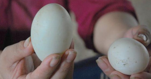 Cách chọn trứng vịt lộn non, ngon và không bị già cực chuẩn