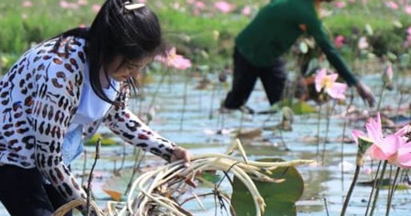 Ngó sen là bộ phận nào của cây sen?