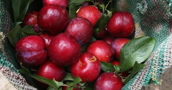 Bật mí cách làm ô mai mận dẻo, chua chua ngọt ngọt, ăn cực thích