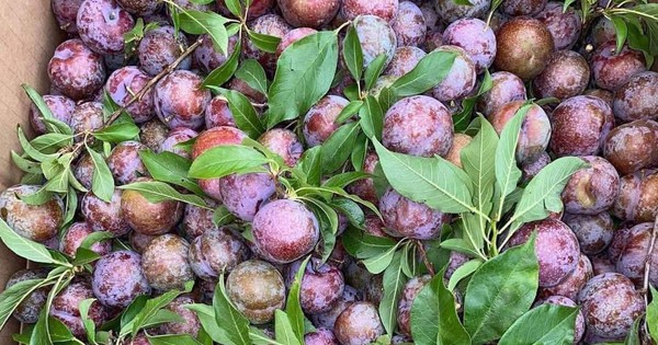 Loạt món ngon với quả mận đang vào chính vụ giá rẻ trở lại, ai thử cũng sẽ mê