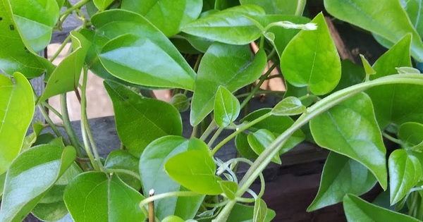 Loại lá có nhiều vào mùa hè vừa giải nhiệt vừa kiểm soát đường huyết tốt, đem làm nhiều món ngon mát bổ