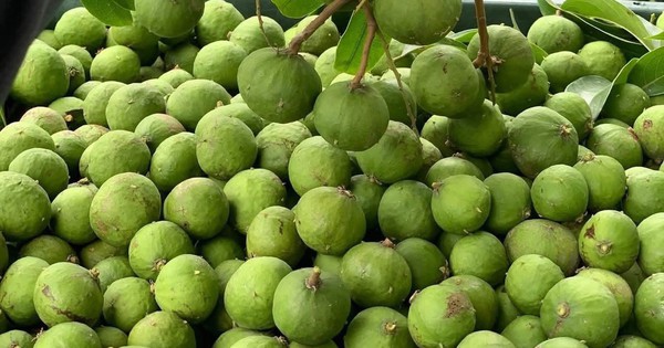 Quả sấu vào mùa ngon nhất, chế biến món ăn chỉ cần thêm vài quả cũng ‘ngon bá cháy’