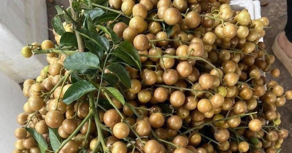 Chị em đua nhau mua quất hồng bì giá rẻ, chỉ còn 15.000 đồng/kg để ngâm trị ho và ăn được vài tháng