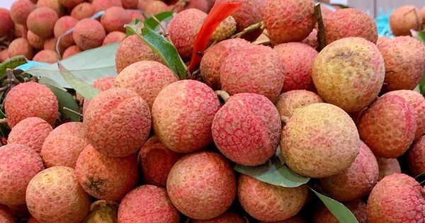 Vải thiều vào cuối vụ giá bán siêu rẻ, chị em truyền nhau bí quyết bảo quản quả vải tươi cả tháng