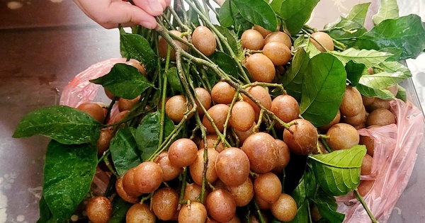 Quất hồng bì vào chính vụ giá từ 30.000 đồng/kg, giúp giải nhiệt, trị ho rất tốt, cách chọn quất hồng bì ngon