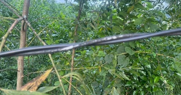 Một người phụ nữ ở Huế bị điện giật tử vong trong lúc đi chăn bò