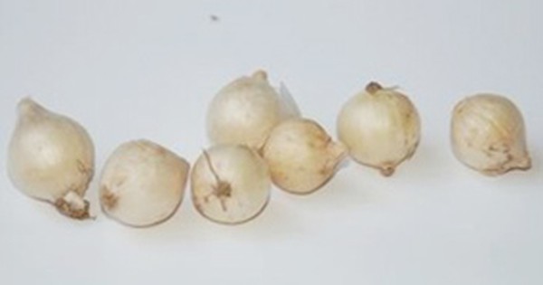 Củ nén chữa viêm họng