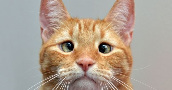 Các triệu chứng nhận biết một mèo có mắt lác?

