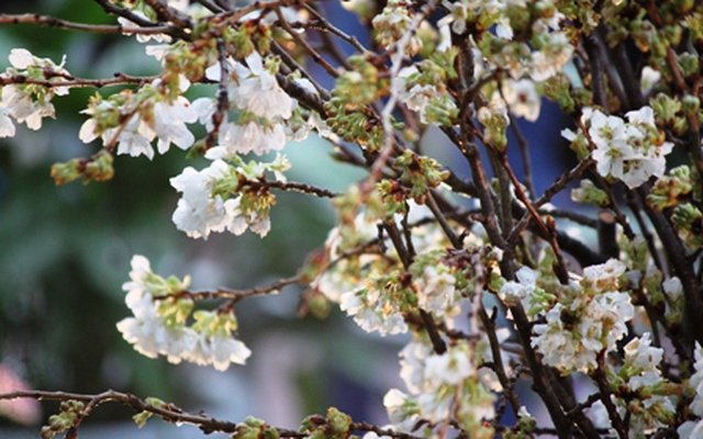 Cả nhà cười rạng rỡ bên hoa anh đào